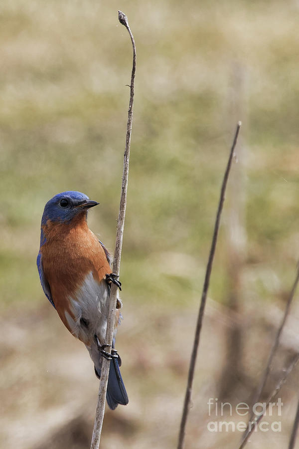 Eastern Bluebird Portrait Photograph by Natural Focal Point Photography