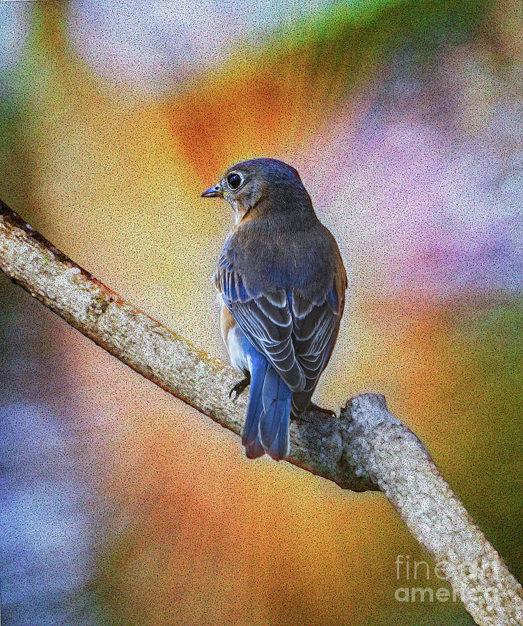 Eastern Bluebird Photograph by Sandra Rust
