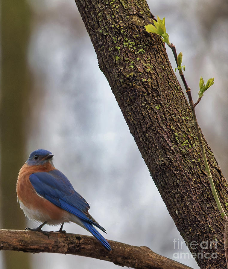 Eastern Bluebird Sign Of Spring Photograph By Natural Focal Point ...