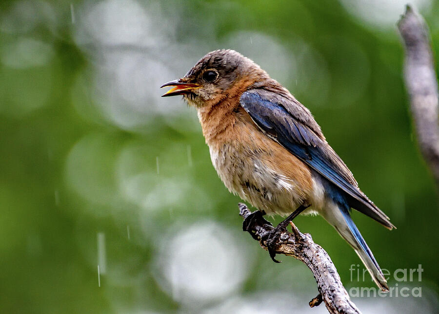 Eastern Bluebird Singing In The Rain Photograph