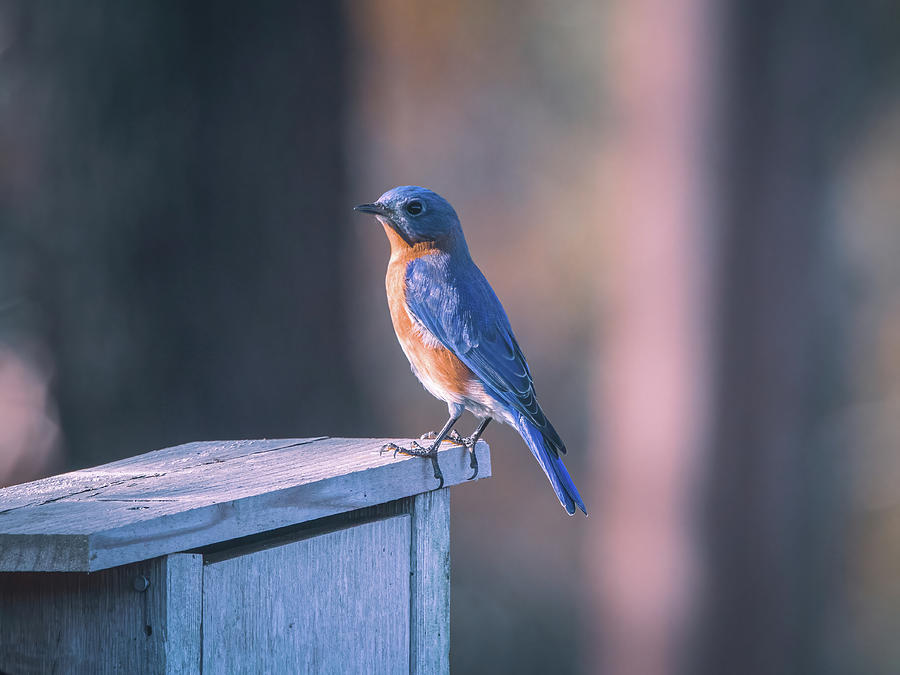 Eastern Bluebird - Stunning Color Photograph by Chad Meyer