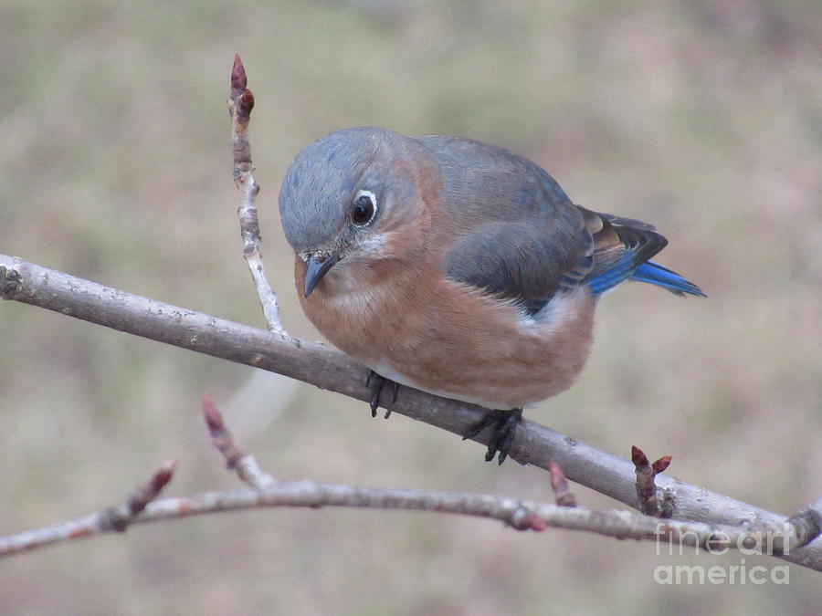 Eastern Bluebird Photograph by Susan Carella