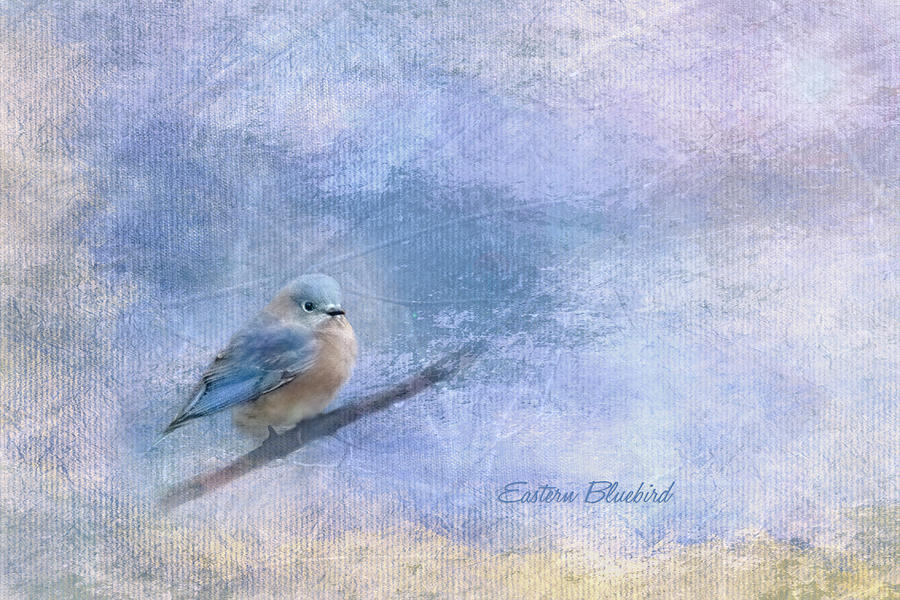 Eastern Bluebird Texture Mixed Media by Patti Deters