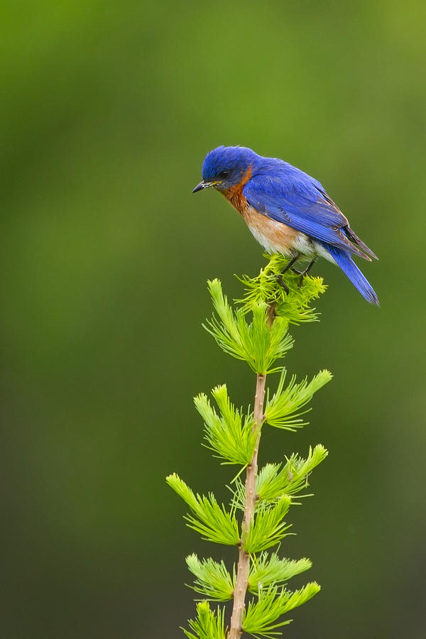 Eastern Bluebird  Photograph by Timothy McIntyre