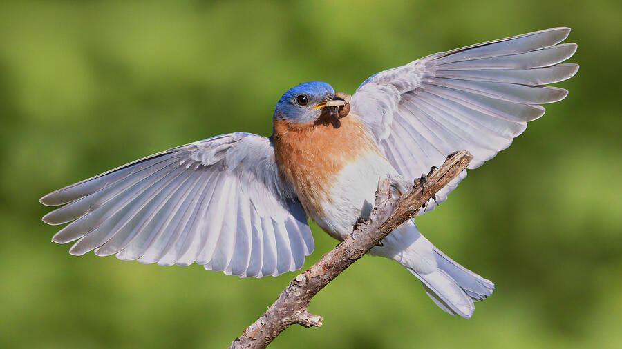 Eastern Bluebird Touchdown Photograph by Jerry Fornarotto