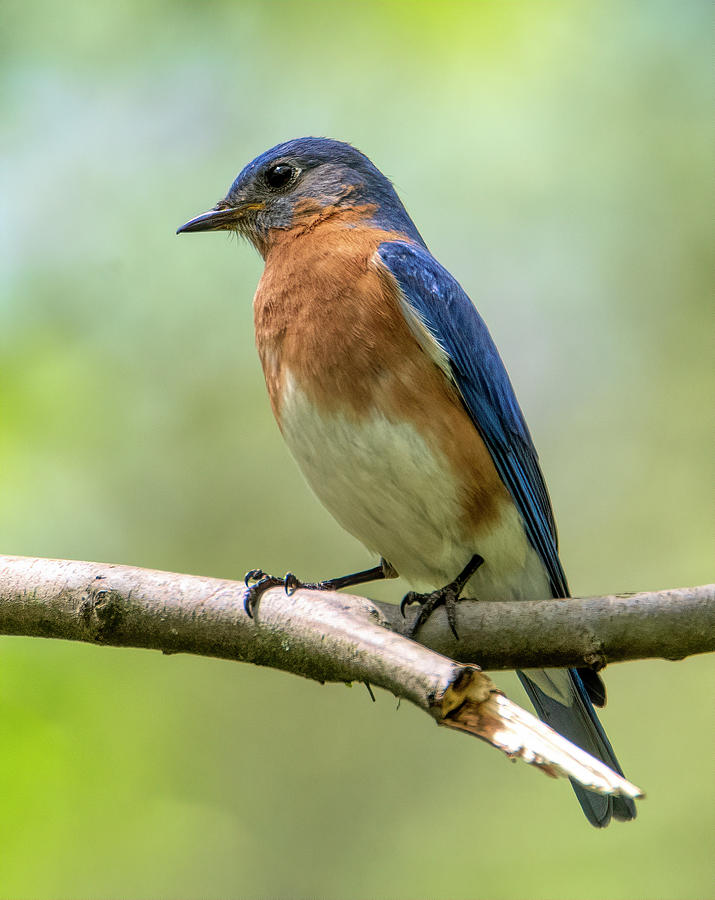 Eastern Bluebird Photograph by Wade Aiken