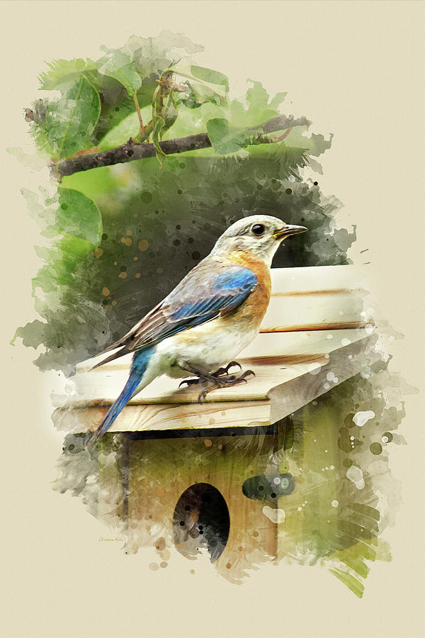 Eastern Bluebird Watercolor Art Mixed Media by Christina Rollo