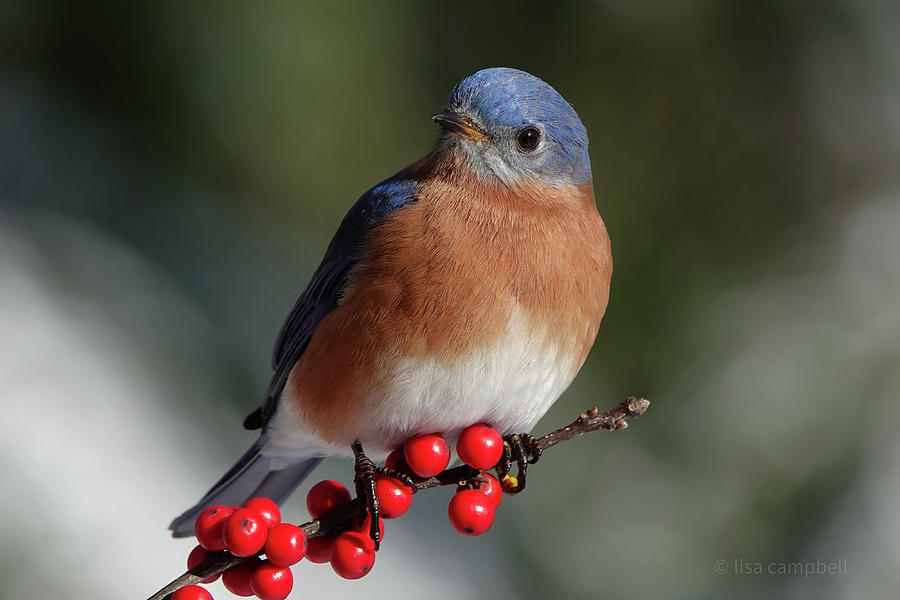 Eastern Bluebird Winterberries Photograph by Lisa Campbell - Fine Art ...