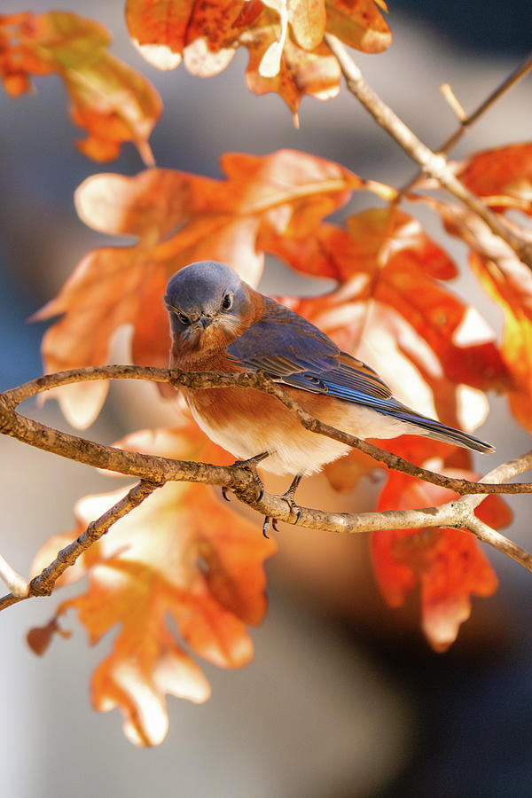 Eastern Bluebird with Fall Foliage Photograph by Rachel Morrison