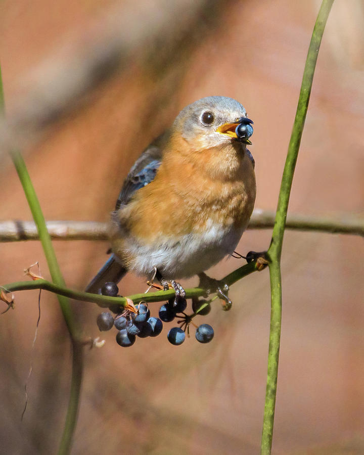 Eastern Bluebird With Greenbrier Berries Photograph by Lara Ellis