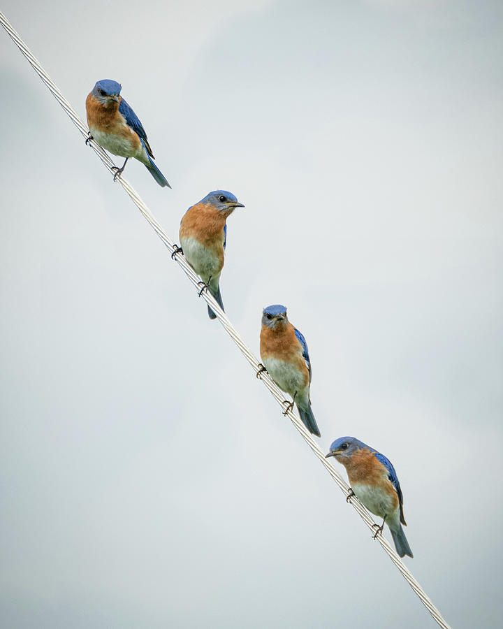 Eastern Bluebirds  Photograph by Holden The Moment