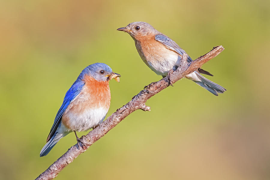 Eastern Bluebirds Photograph by Susan Candelario