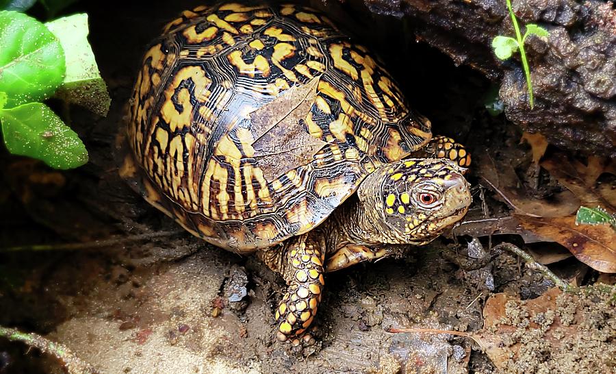 Eastern Box Turtle  Photograph by Ally White
