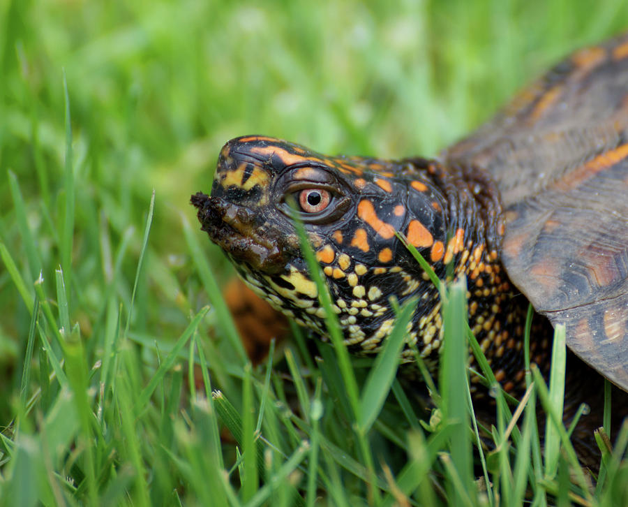 Eastern Box Turtle Close Up In Green Grass Photograph by Mike M Burke ...