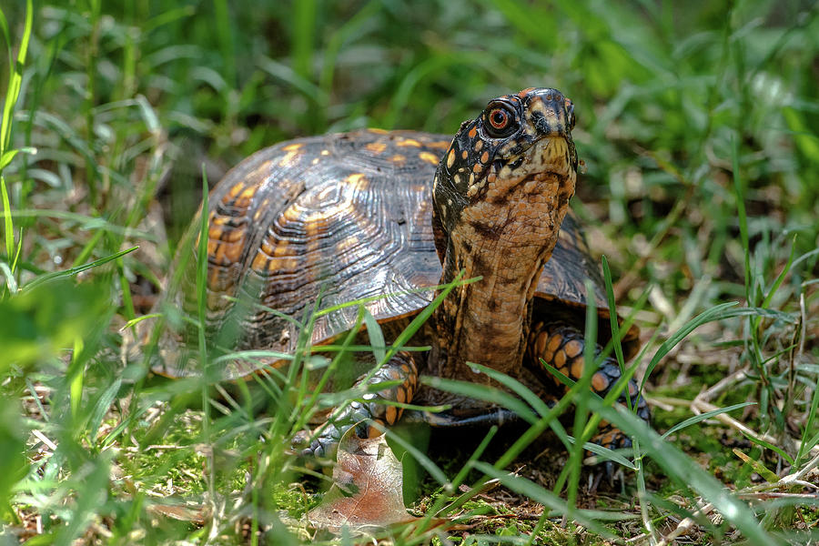 Eastern Box Turtle Photograph by Eric Albright - Fine Art America