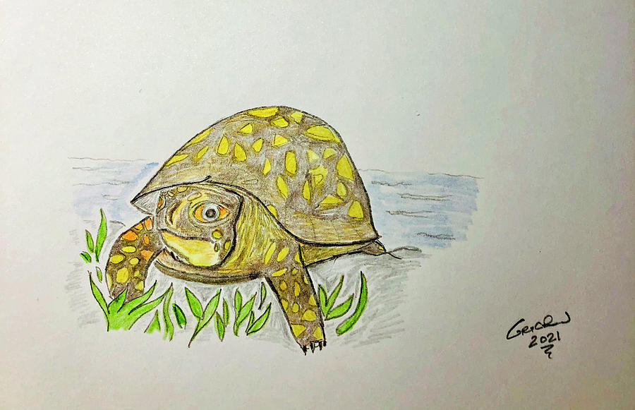 Eastern Box Turtle Drawing by Grant Reid - Fine Art America