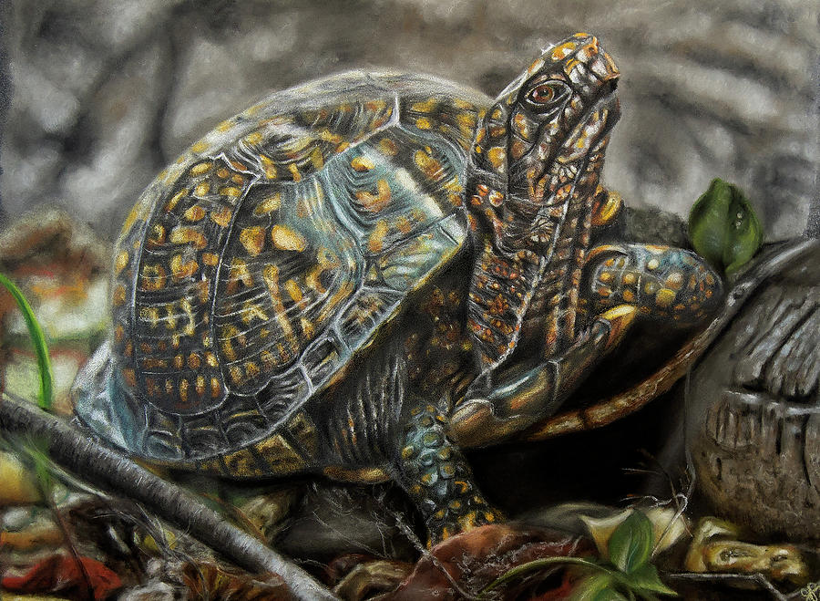 Eastern Box Turtle Drawing By Jennifer Pansegrau Fine Art America   Eastern Box Turtle Jennifer Pansegrau 