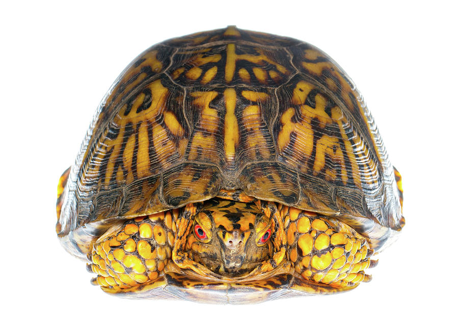 Desert Box Turtle Fine Art Illustration Of A Desert Box, 53% OFF