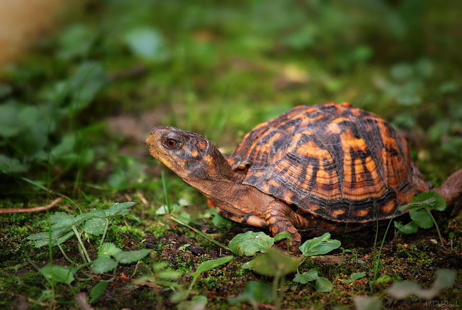 Female Eastern Box Turtle Photograph by Marilyn DeBlock - Pixels