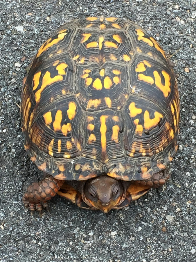 Eastern Box Turtle Painting by Moore Adam | Fine Art America