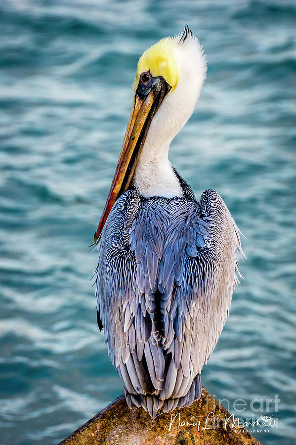 Eastern Brown Pelican 1 Signed Photograph by Nancy L Marshall
