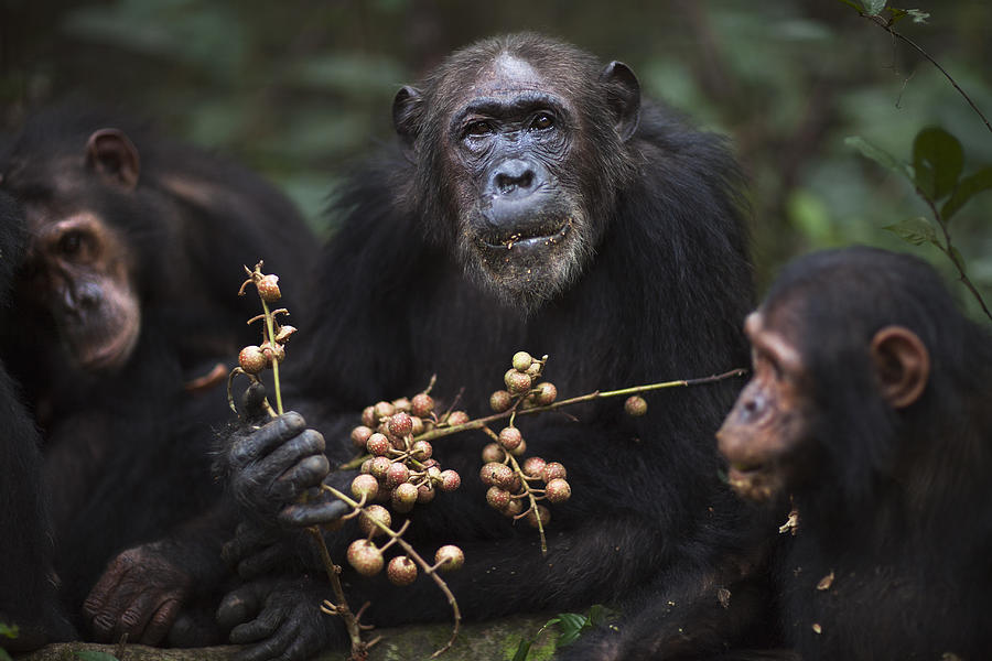 Eastern chimpanzee female Gremlin feeding Photograph by Anup Shah