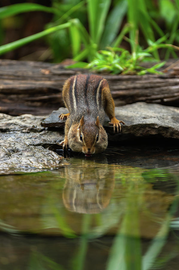 Eastern Chipmunk - 0718 Photograph by Jerry Owens