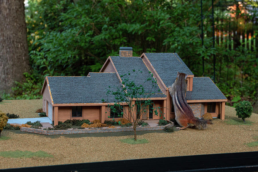 Eastern Chipmunk and Model House Photograph by Michael Munster