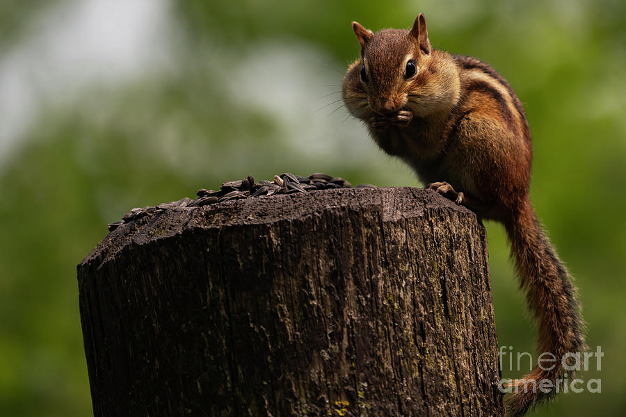 Eastern Chipmunk Photograph by JT Lewis