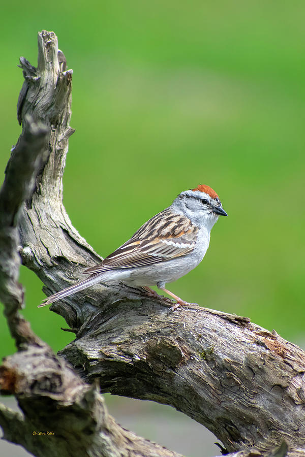 Eastern Chipping Sparrow Photograph by Christina Rollo