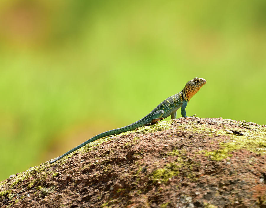 Eastern Collared Lizard Photograph by Cindy McIntyre