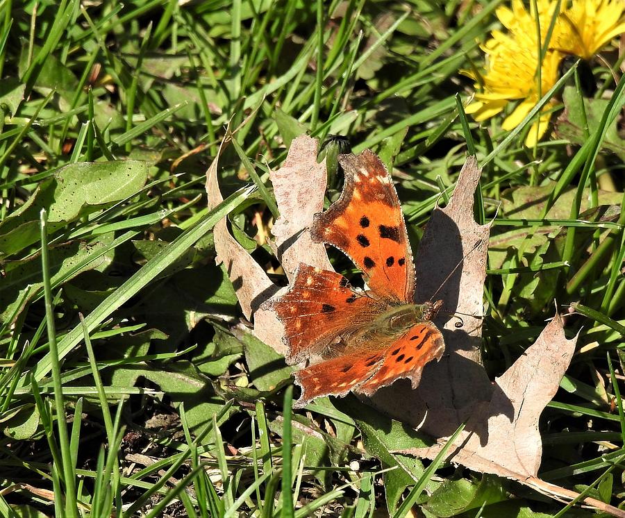 Eastern Comma Butterfly Photograph by Betty-Anne McDonald