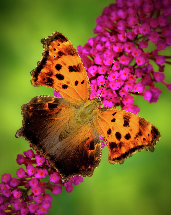 Eastern Comma Butterfly Photograph by Carolyn Derstine