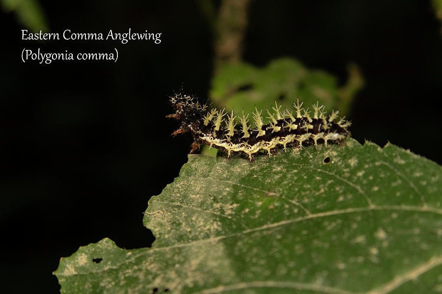 Eastern Comma Butterfly Caterpillar Photograph by Mark Berman