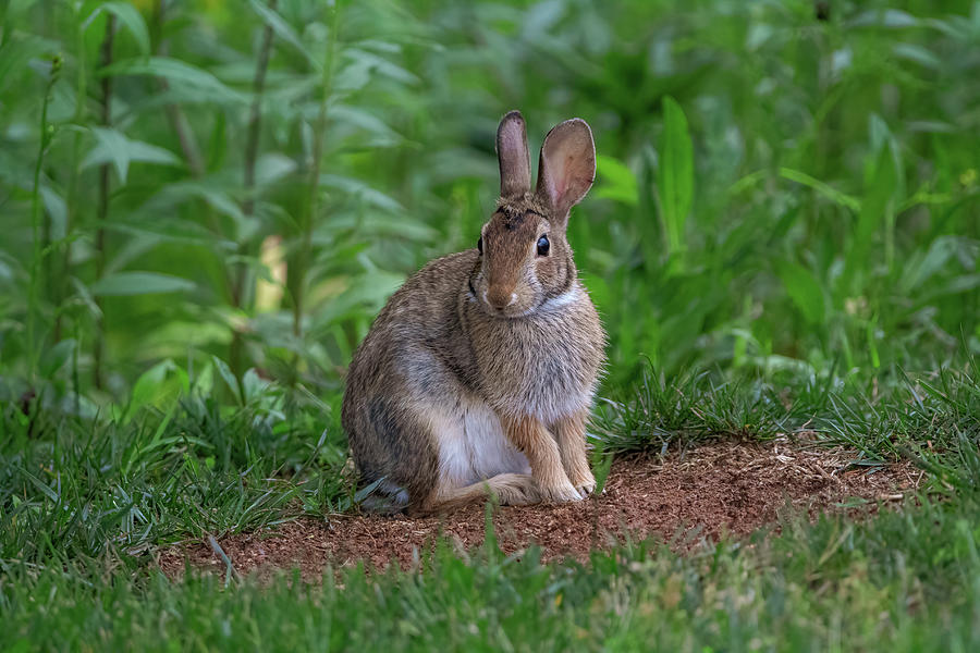 Eastern Cottontail - Backyard Pose Photograph by Chad Meyer