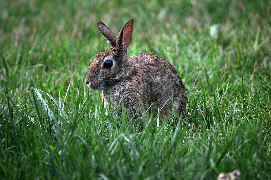 Eastern cottontail Photograph by Jonathan Miller - Fine Art America