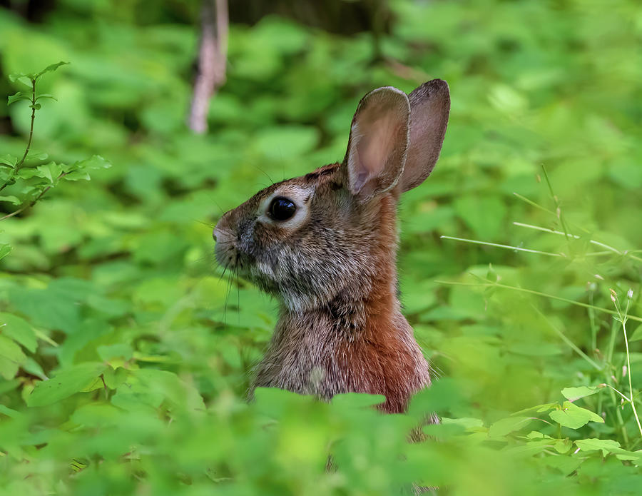 Eastern Cottontail - Peeking out through the Rabbit Patch Photograph by Chad Meyer