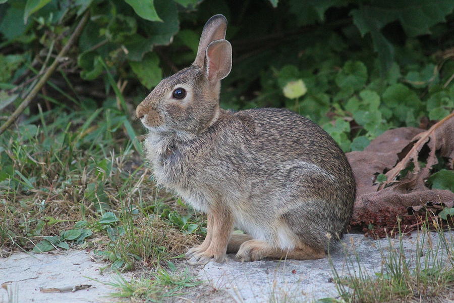Eastern Cottontail Photograph - Eastern Cottontail Portrait by Callen Harty Eastern Cottontail Photograph - Eastern Cottontail Portrait by Callen Harty