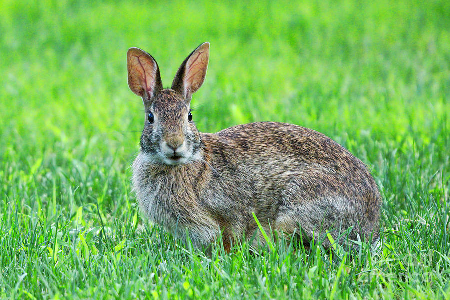 Eastern Cottontail Rabbit Photograph by Charline Xia