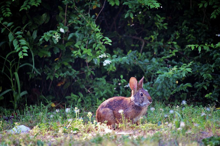 Eastern Cottontail Rabbit Photograph by Cynthia Guinn