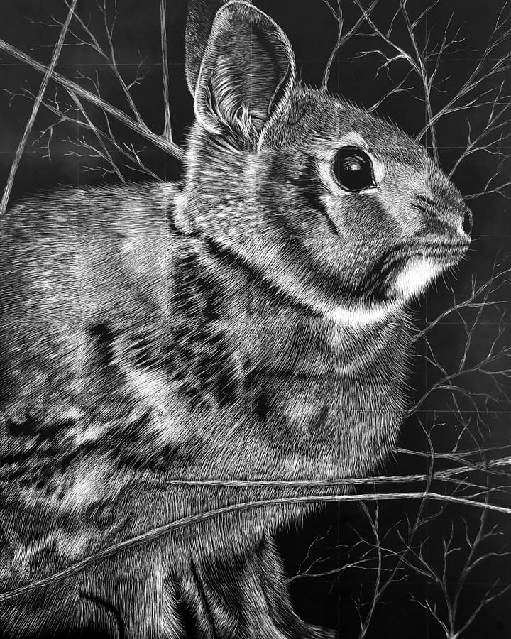 Eastern Cottontail Rabbit Drawing by Dustin Miller