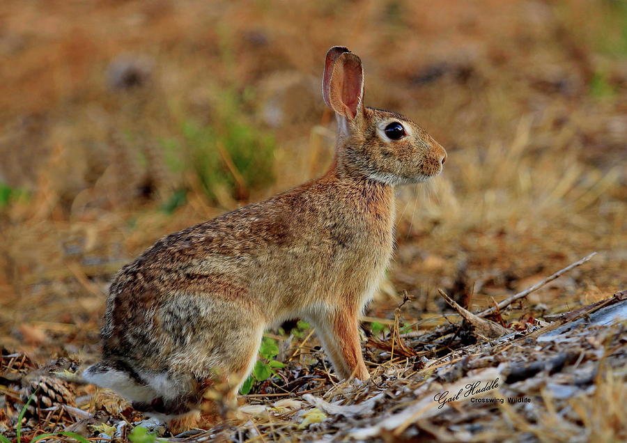 Eastern Cottontail Rabbit Photograph by Gail Huddle | Fine Art America