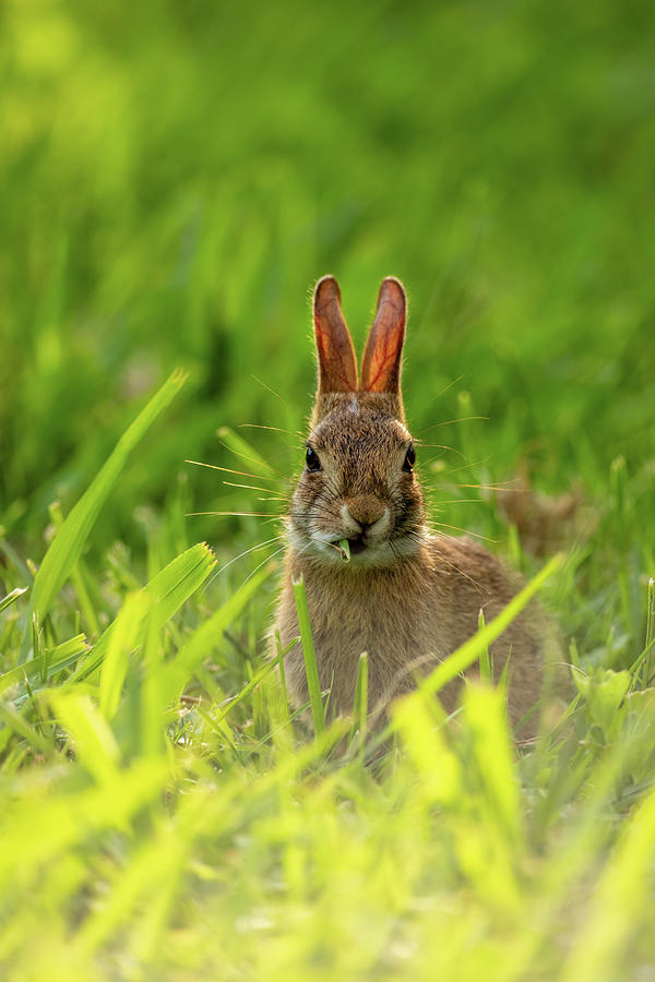 Eastern Cottontail Rabbit in Summer Photograph by Rachel Morrison