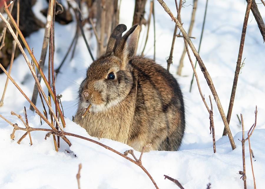 Eastern Cottontail Rabbit In Winter Photograph