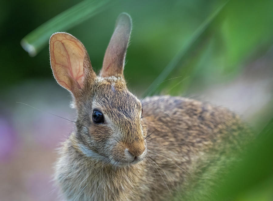 Eastern Cottontail Rabbit Photograph by Lara Morrison