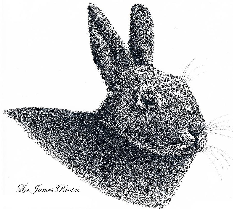 Eastern Cottontail Rabbit Drawing by Lee Pantas