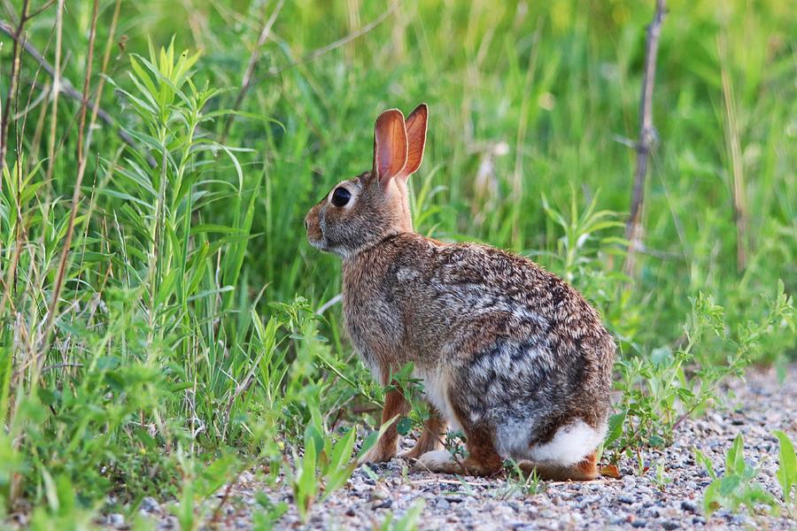 Eastern Cottontail Rabbit Photograph