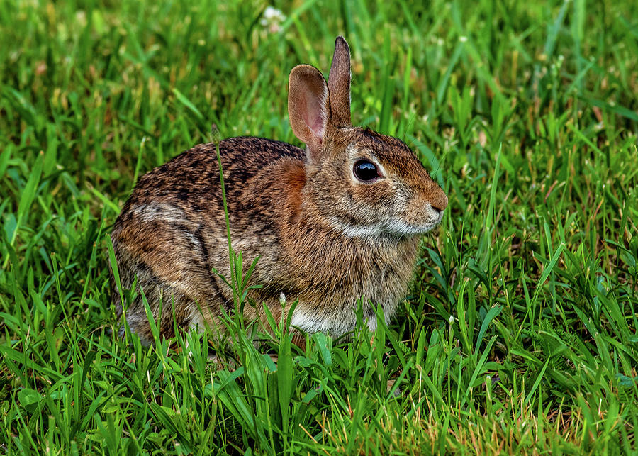 Eastern Cottontail Rabbit No 2 Photograph by David Beard - Fine Art America