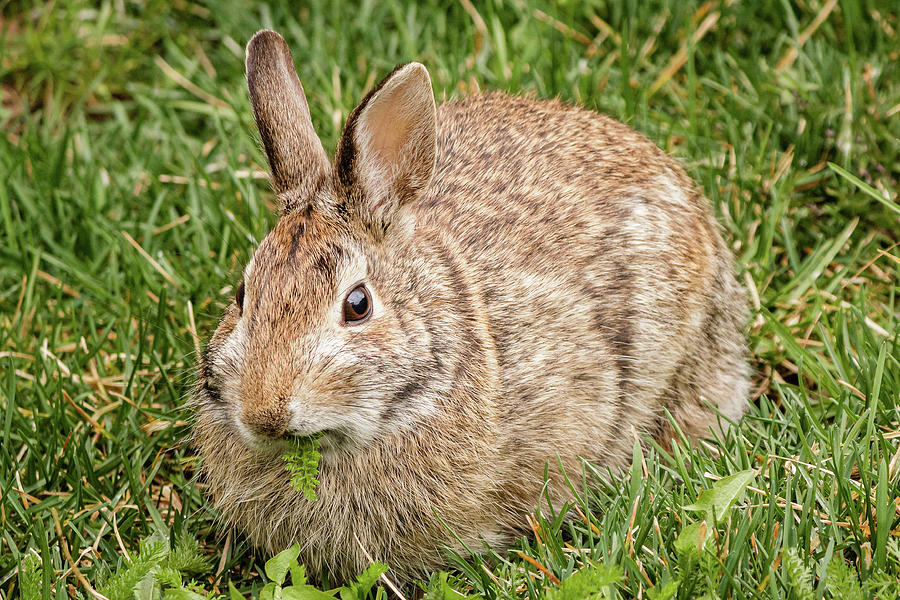 Eastern Cottontail rabbit Photograph by SAURAVphoto Online Store
