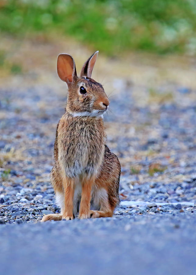 Eastern Cottontail Rabbit Photograph by Shixing Wen